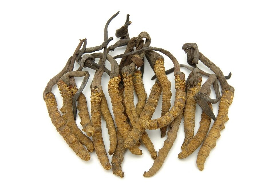 cordyceps