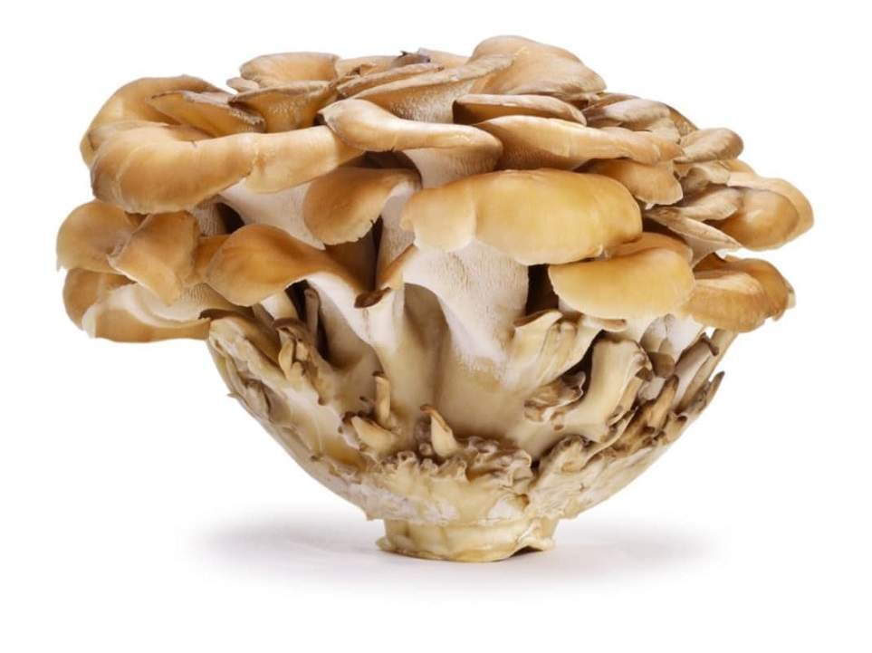 maitake