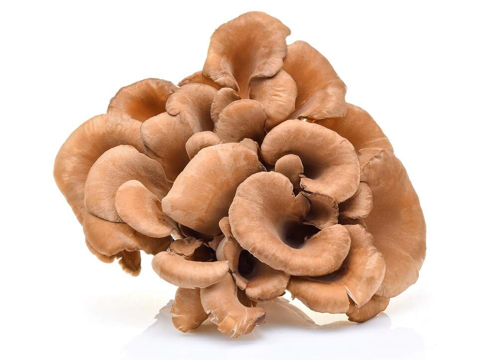 maitake