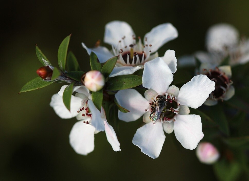 acerola recept