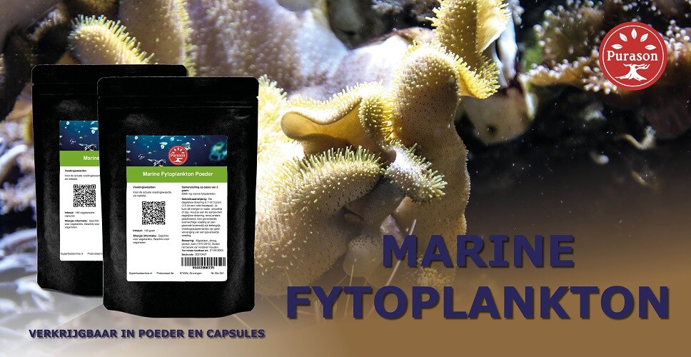 wat is fytoplankton?